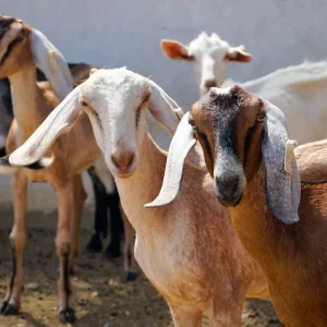 Goat Farming